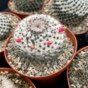 Mammillaria Chionocephala Snowball Cactus Live Plant - 4