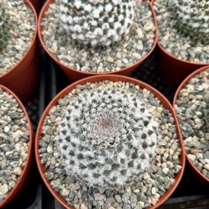 Mammillaria Chionocephala Snowball Cactus Live Plant - 4