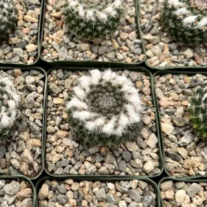 Mammillaria Chionocephala Snowball Cactus Live Plant - 4