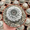Mammillaria Chionocephala Snowball Cactus Live Plant - 4"/6" Pot, Indoor/Outdoor Succulent - Image 1