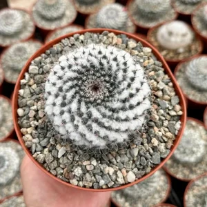 Mammillaria Chionocephala Snowball Cactus Live Plant - 4