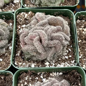 Mammillaria Cristata Brain Cactus Live Plant - Crested Succulent, 4-6 inch, Indoor - Image 2