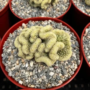 Mammillaria Cristata Brain Cactus Live Plant - Crested Succulent, 4-6 inch, Indoor - Image 5