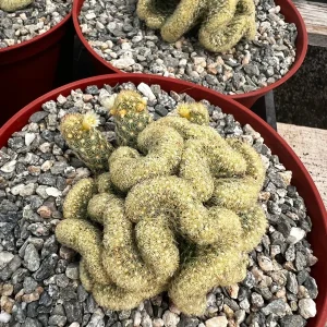 Mammillaria Cristata Brain Cactus Live Plant - Crested Succulent, 4-6 inch, Indoor - Image 6