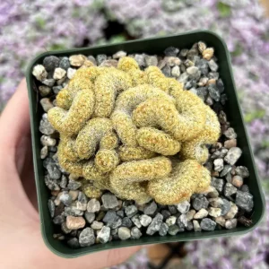Mammillaria Cristata Brain Cactus Live Plant - Crested Succulent, 4-6 inch, Indoor - Image 1