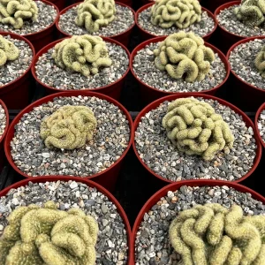 Mammillaria Cristata Brain Cactus Live Plant - Crested Succulent, 4-6 inch, Indoor - Image 7