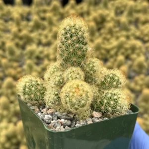 Mammillaria Elongata Ladyfinger Cactus Live Plant Cluster - Image 2
