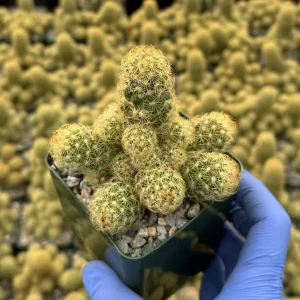 Mammillaria Elongata Ladyfinger Cactus Live Plant Cluster - Image 3