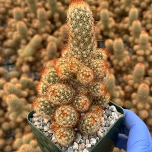 Mammillaria Elongata Ladyfinger Cactus Live Plant Cluster - Image 4