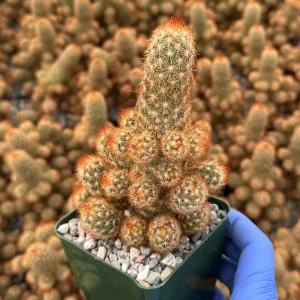Mammillaria Elongata Ladyfinger Cactus Live Plant Cluster - Image 5