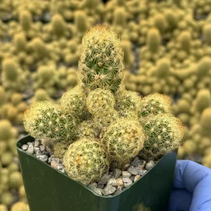 Mammillaria Elongata Ladyfinger Cactus Live Plant Cluster - Image 1