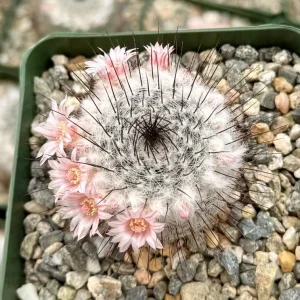 Mammillaria Ritteriana Live Plant – Blooming Snowball Cactus in 4" Pot - Image 2