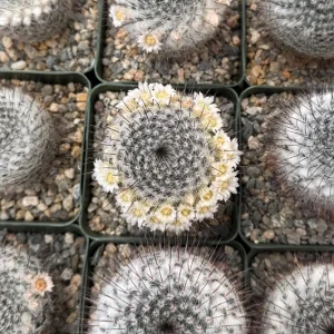 Mammillaria Ritteriana Live Plant – Blooming Snowball Cactus in 4