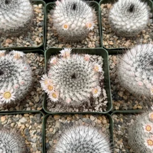 Mammillaria Ritteriana Live Plant – Blooming Snowball Cactus in 4