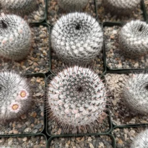 Mammillaria Ritteriana Live Plant – Blooming Snowball Cactus in 4
