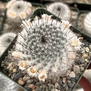 Mammillaria Ritteriana Live Plant – Blooming Snowball Cactus in 4" Pot - Image 1
