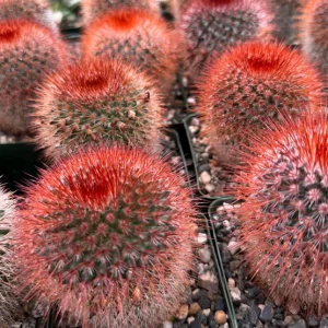 Mammillaria Spinosissima Live Plant - Red Head Irishman Cactus 4" Pot - Image 2