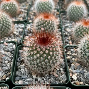 Mammillaria Spinosissima Live Plant - Red Head Irishman Cactus 4