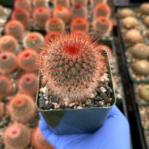 Mammillaria Spinosissima Live Plant - Red Head Irishman Cactus 4" Pot - Image 1