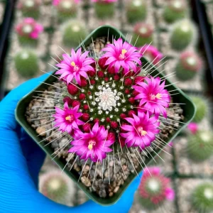Mammillaria Spinosissima 'Un Pico' Live Cactus Plant - Blooming, 4" Pot - Image 2