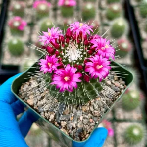 Mammillaria Spinosissima 'Un Pico' Live Cactus Plant - Blooming, 4