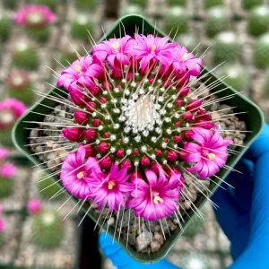 Mammillaria Spinosissima 'Un Pico' Live Cactus Plant - Blooming, 4