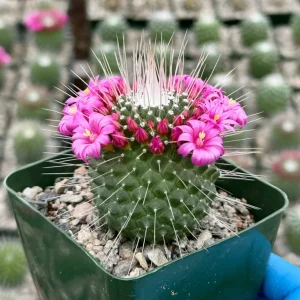Mammillaria Spinosissima 'Un Pico' Live Cactus Plant - Blooming, 4" Pot - Image 1