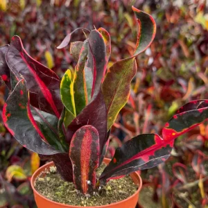 Mammy Croton Live Plant - Codiaeum Variegatum - Tropical Foliage - 4 Inch Pot - Image 2