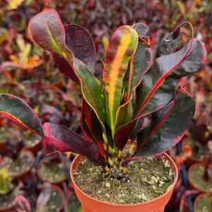 Mammy Croton Live Plant - Codiaeum Variegatum - Tropical Foliage - 4 Inch Pot - Image 3