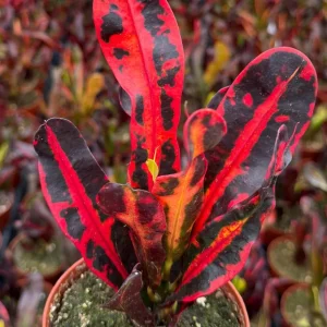 Mammy Croton Live Plant - Codiaeum Variegatum - Tropical Foliage - 4 Inch Pot - Image 1