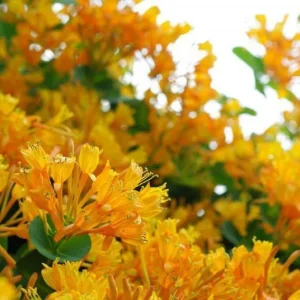 Mandarin Honeysuckle Live Vine Plant - 4-6 Inch Climbing Plant, Outdoor - Image 1