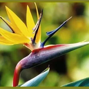 Mandelas Gold Bird of Paradise Live Plant - Yellow Strelitzia - 4 inch Tall Starter Plant - Image 1