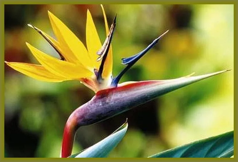 Mandelas Gold Bird of Paradise Live Plant - Yellow Strelitzia - 4 inch Tall Starter Plant - Image 1