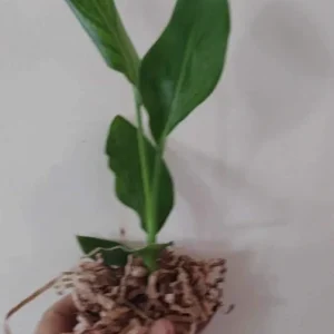 Mandelas Gold Bird of Paradise Live Plant - Yellow Strelitzia - 4 inch Tall Starter Plant - Image 2