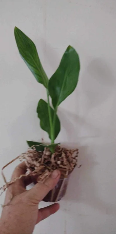 Mandelas Gold Bird of Paradise Live Plant - Yellow Strelitzia - 4 inch Tall Starter Plant - Image 2