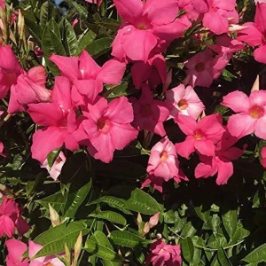 Mandevilla Alice Dupont Pink Live Plant – 4in Pot – Outdoor Flowering Vine - Image 2