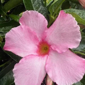 Mandevilla Alice Dupont Pink Live Plant – 4in Pot – Outdoor Flowering Vine - Image 1