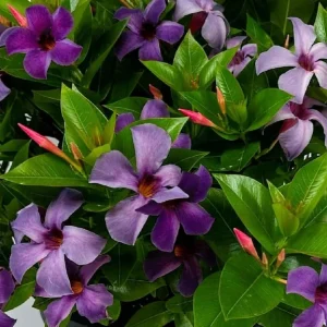 Mandevilla Bluephoria Live Plant – 6in Blue Flowers Starter Vine - Image 1
