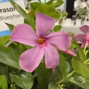 Mandevilla Bluephoria Live Plant – Blue Flowers Starter Plant 4in Pot Outdoor - Image 2