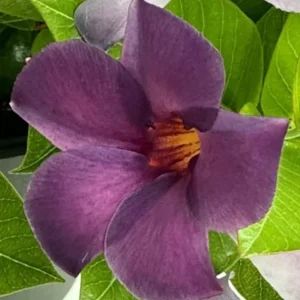 Mandevilla Bluephoria Live Plant – Blue Flowers Starter Plant 4in Pot Outdoor - Image 1