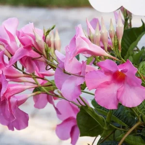 Mandevilla Live Plant – 4 inch Pot – Outdoor Vining Flower - Image 2