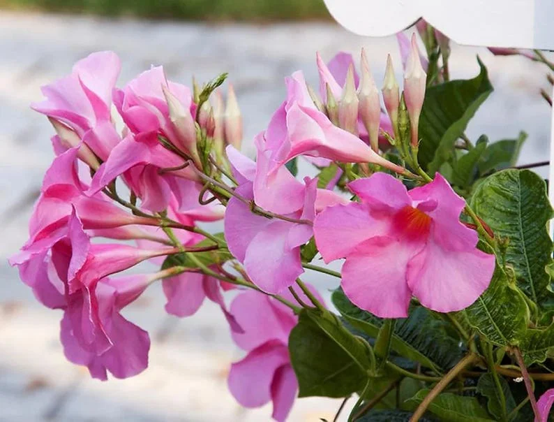Mandevilla Live Plant – 4 inch Pot – Outdoor Vining Flower - Image 2