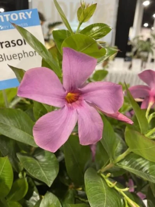 Mandevilla Live Plant – 4 inch Pot – Outdoor Vining Flower - Image 3
