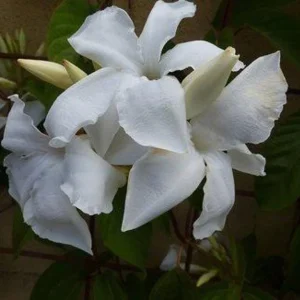 Mandevilla Live Plant – 4 inch Pot – Outdoor Vining Flower - Image 1