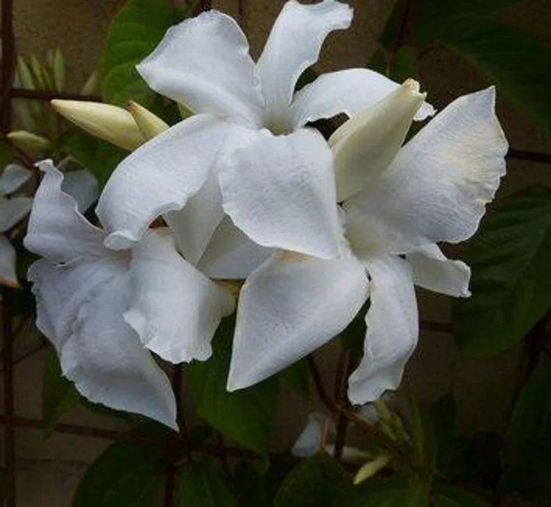 Mandevilla Live Plant – 4 inch Pot – Outdoor Vining Flower - Image 1