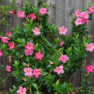 Mandevilla Pink Fury Live Plant - Hot Pink Rocktrumpet Vine, 5-9