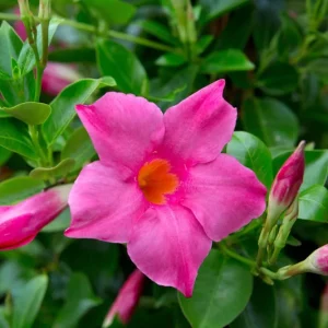 Mandevilla Pink Fury Live Plant - Hot Pink Rocktrumpet Vine, 5-9" Tall, 2-Pack - Image 1