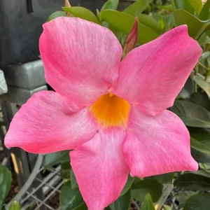 Mandevilla Pink Fury Live Plant - Hot Pink Rocktrumpet Vine, 5-9