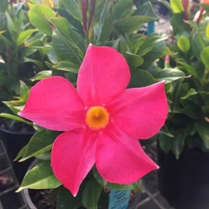 Mandevilla Pink Fury Live Plant - Hot Pink Rocktrumpet Vine, 5-9