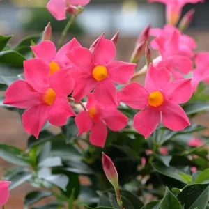 Mandevilla Pink Fury Live Plant - Hot Pink Rocktrumpet Vine, 5-9